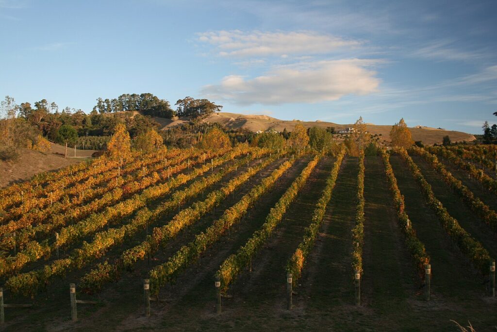 A Hawke's Bay vineyard in autumn