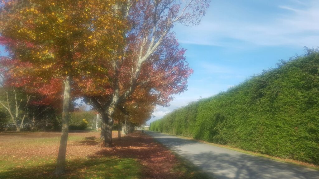Autumn colour along tree-lined Morley Road