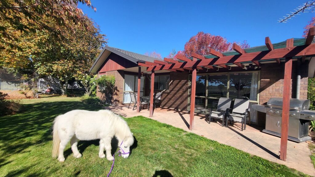 The pony grazing by the cottage pergola