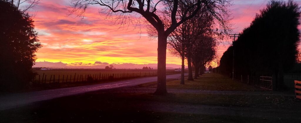 Sunset along tree-lined Morley Road