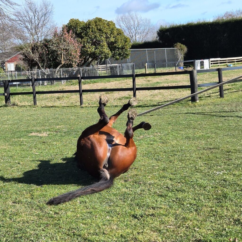 A horse rolling in the paddock
