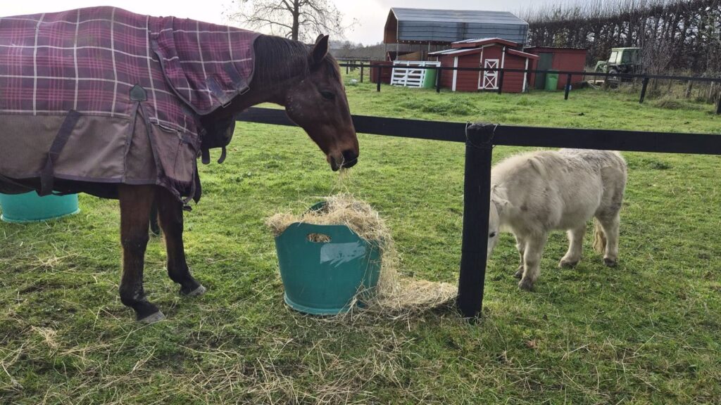 A horse and pet sheep eating hay by the fence
