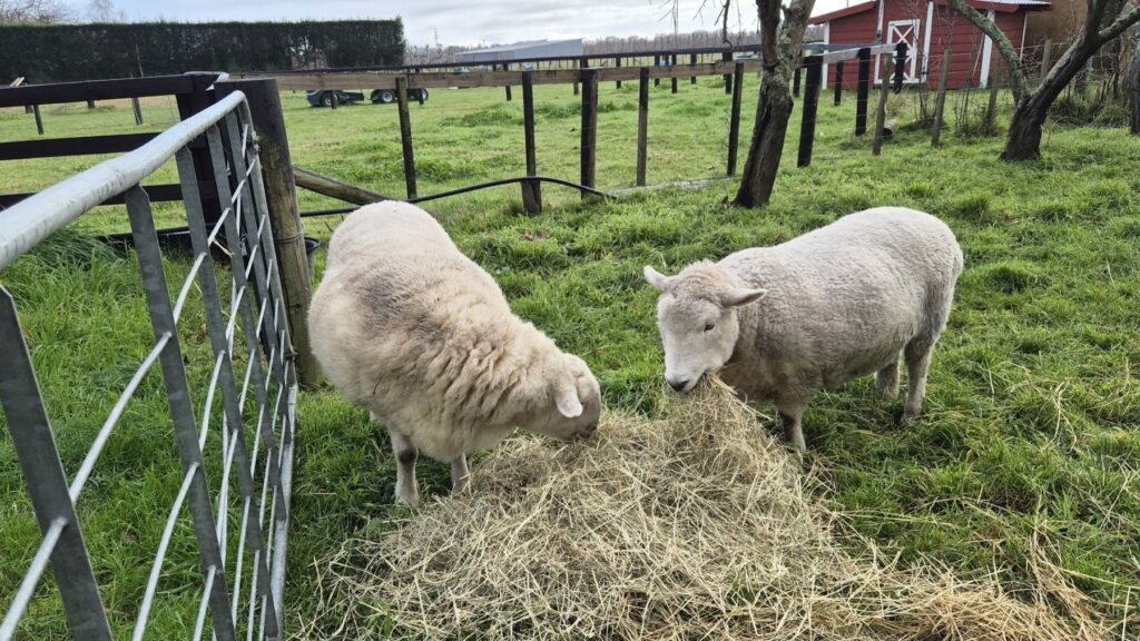 Two pet sheep eating hay
