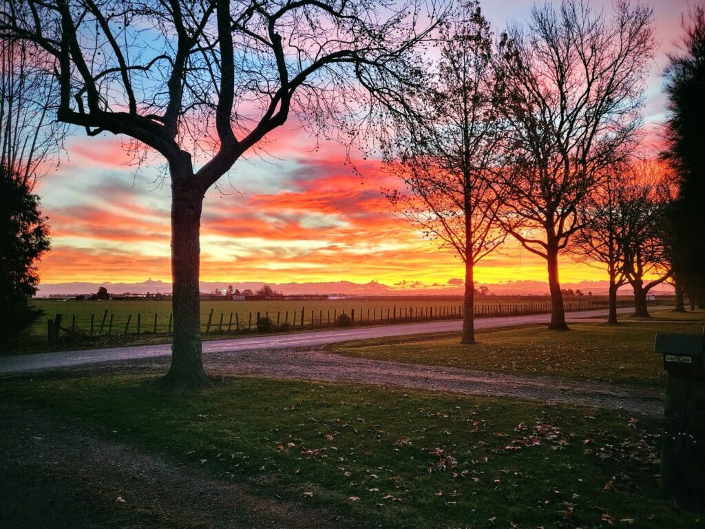 Sunset over the orchard and paddocks